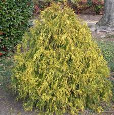 golden mop cypress